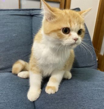 エキゾチックショートヘア【佐賀県・男の子・2021年4月15日・レッドタビー&ホワイト（ショート）】の写真「凛々しいお顔❤」