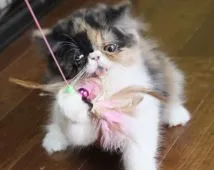 エキゾチックショートヘア【佐賀県・女の子・2019年8月27日・キャリコ】の写真2