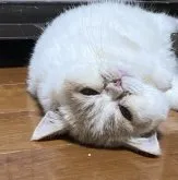 エキゾチックショートヘア【佐賀県・男の子・2023年3月19日・レッド&ホワイト】の写真2