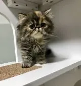 エキゾチックショートヘア【佐賀県・女の子・2019年1月7日・ブラウンタビー】の写真2