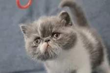 エキゾチックショートヘア【佐賀県・男の子・2020年1月17日・ブルー&ホワイト】の写真3