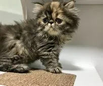 エキゾチックショートヘア【佐賀県・女の子・2019年1月7日・ブラウンタビー】の写真3