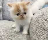 エキゾチックショートヘア【佐賀県・男の子・2024年4月10日・レッド&ホワイト】の写真3