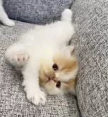 エキゾチックショートヘア【佐賀県・男の子・2024年4月10日・レッド&ホワイト】の写真4