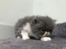 エキゾチックショートヘア【佐賀県・男の子・2018年2月22日・ブルー&ホワイト】の写真4