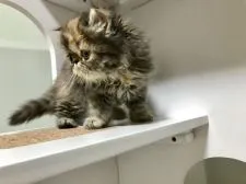 エキゾチックショートヘア【佐賀県・女の子・2019年1月7日・ブラウンタビー】の写真4