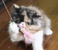 エキゾチックショートヘア【佐賀県・女の子・2019年8月27日・キャリコ】の写真5