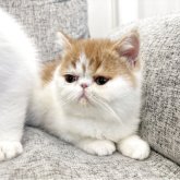 エキゾチックショートヘア