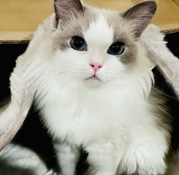 東京】廣瀬 与志子(ひろせ よしこ)ブリーダー｜みんなの子猫