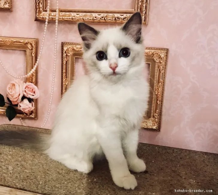 ID：1808-00646の子猫