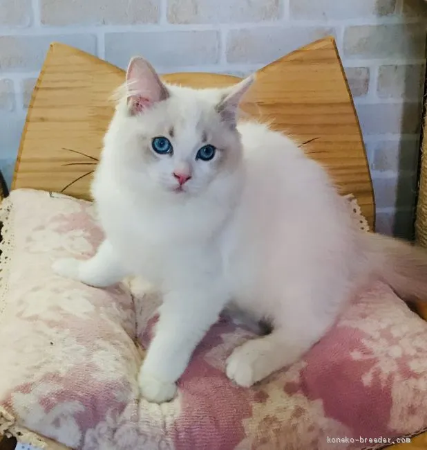 ID:1912-00002の子猫