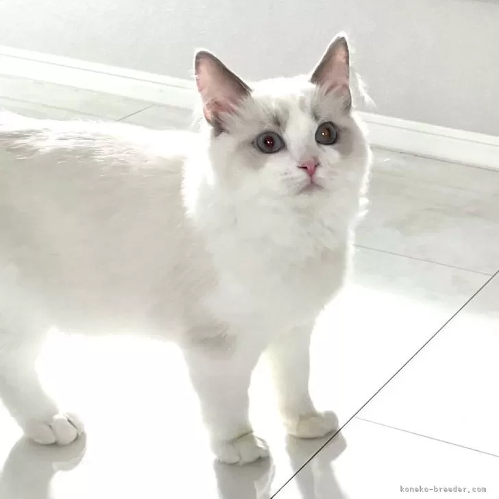 ID:2401-01146の子猫