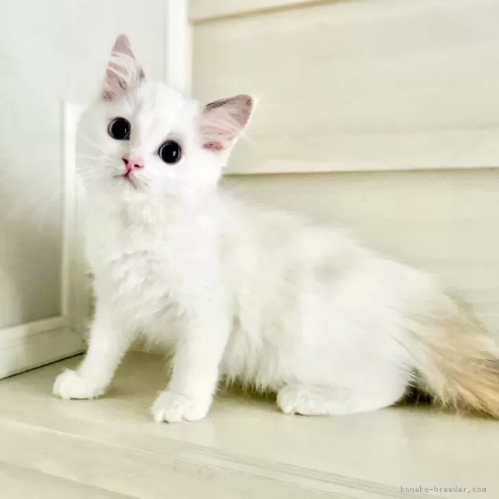 ID：2410-01593の子猫