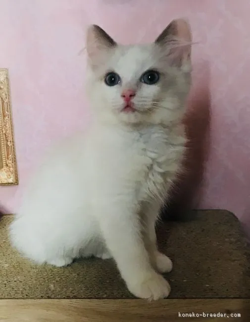 ID:1902-00499の子猫