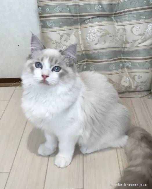 ID:1709-00983の子猫