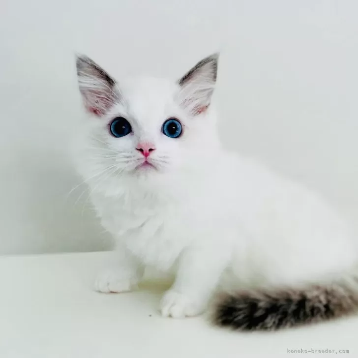 ID:2410-02578の子猫
