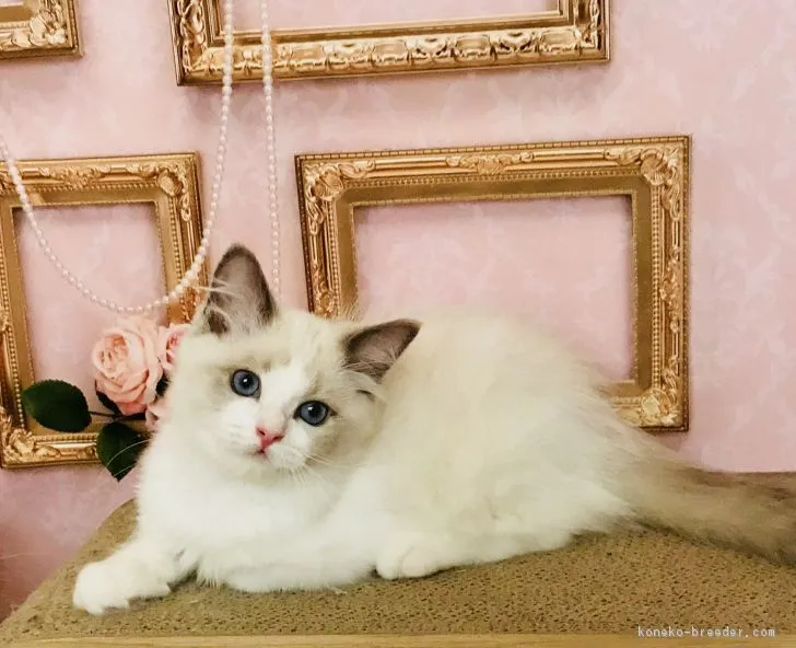 Ryon 様のお迎えした子猫