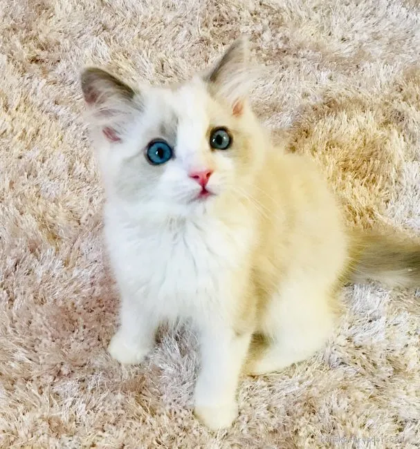 ID:1909-00079の子猫