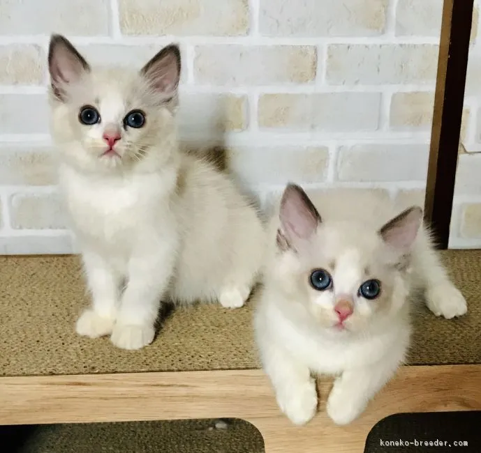 ID：1811-00252の子猫