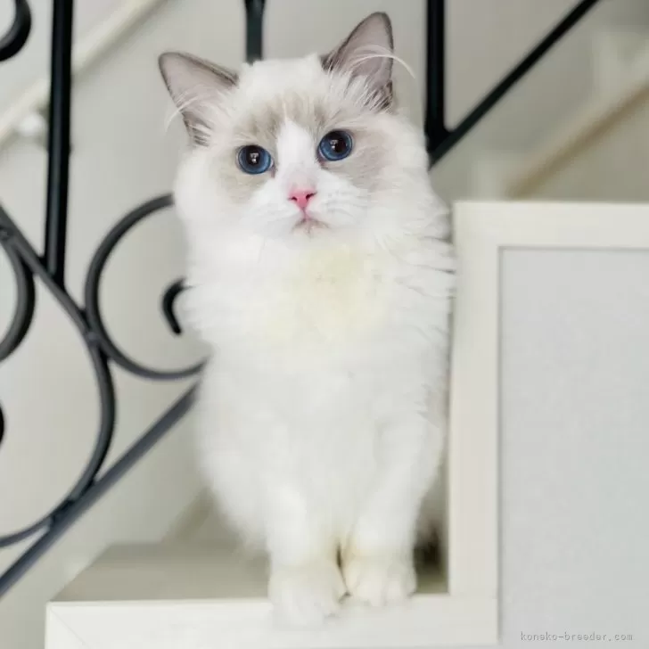 ID：2403-01561の子猫