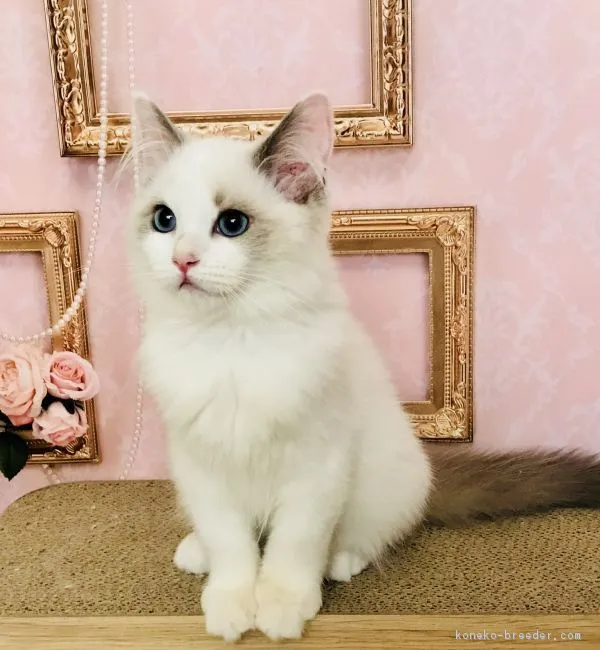 ID：1804-00754の子猫