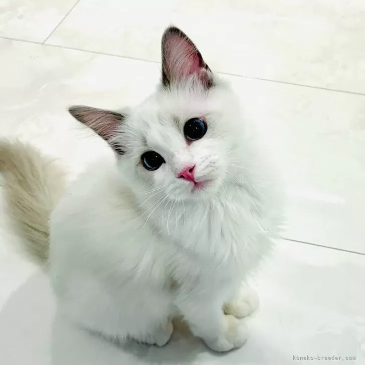 ID:2401-00480の子猫