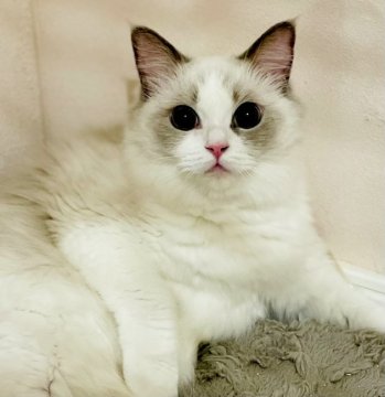 東京】廣瀬 与志子(ひろせ よしこ)ブリーダー｜みんなの子猫