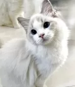 ラグドール【東京都・女の子・2025年5月7日・ブルーリンクスバイカラー】の写真11