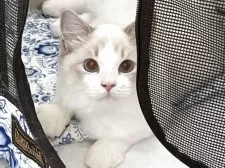 ラグドール【東京都・女の子・2025年5月7日・ブルーリンクスバイカラー】の写真12