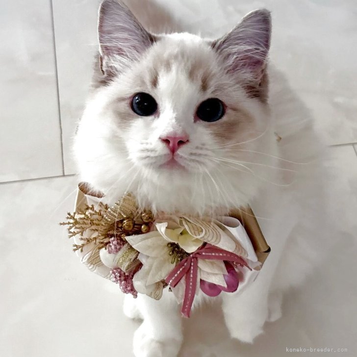 ブリーダー画像