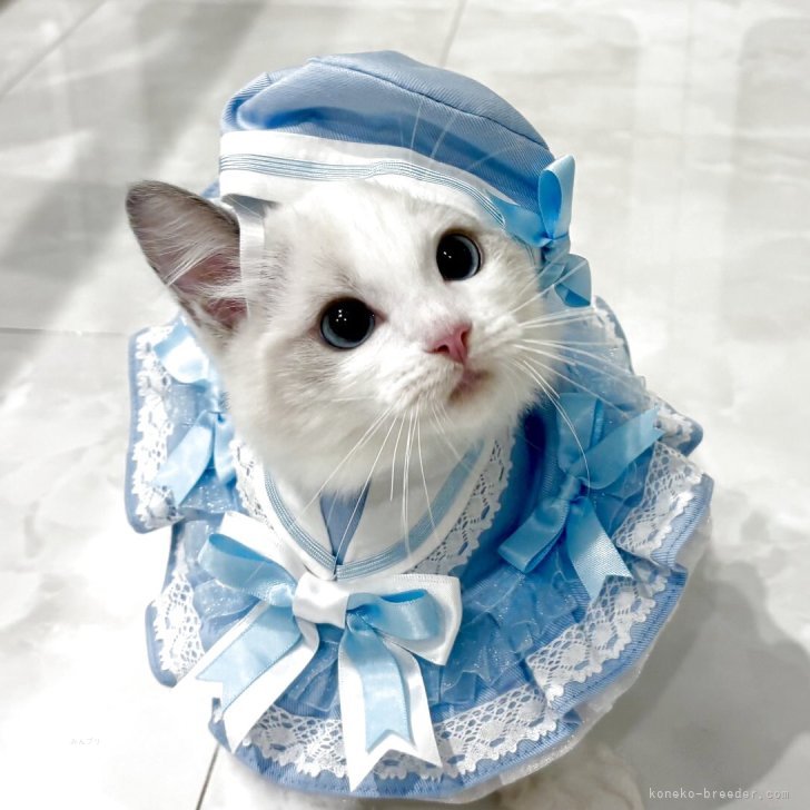 ブリーダー画像