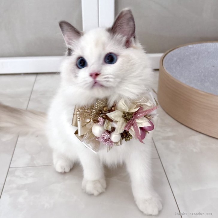 ブリーダー画像