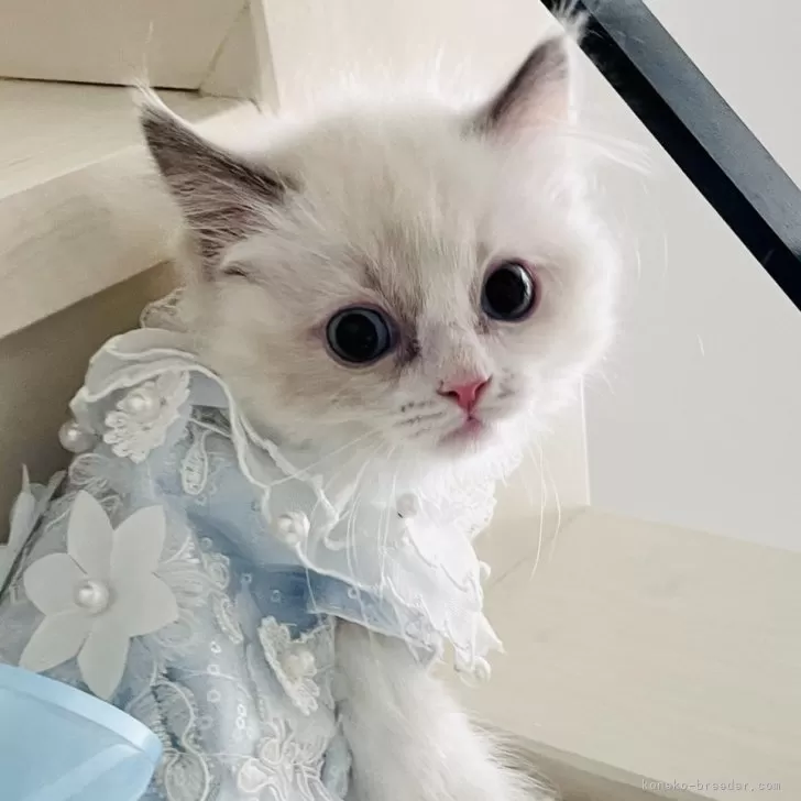 ID：2503-01453の子猫