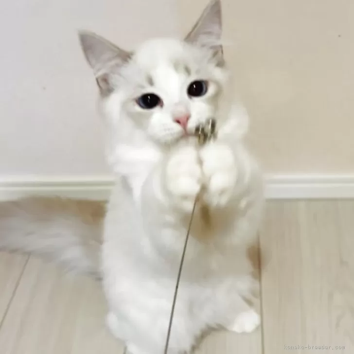 ID：2508-03264の子猫