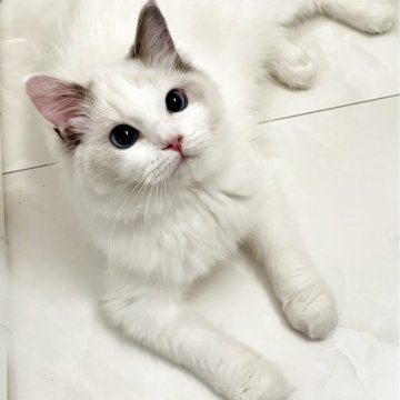 ラグドール【東京都・女の子・2025年5月12日・ブルートーティバイカラー(三毛)（シルキーなコート）】の写真「可愛い女の子💖」