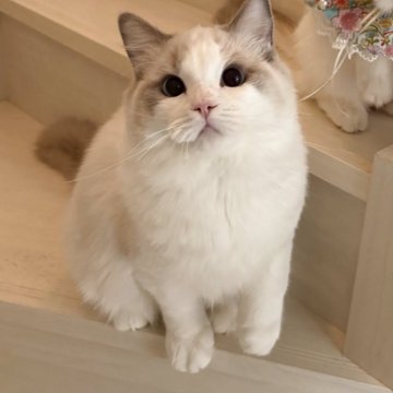 ラグドール【東京都・男の子・2025年5月9日・ブルーバイカラー（シルキーなコート）】の写真「甘いマスクの甘えん坊さん💖」