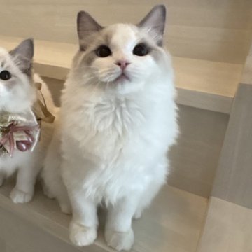 ラグドール【東京都・男の子・2025年5月9日・ブルーバイカラー（シルキーなコート）】の写真「甘いマスクの甘えん坊さん💖」