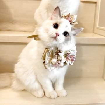 ラグドール【東京都・女の子・2025年5月9日・ブルートーティバイカラー(三毛)（シルキーでソフト）】の写真「甘えん坊の三毛💖」