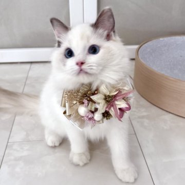 ラグドール【東京都・女の子・2025年5月12日・ブルートーティバイカラー(三毛)（シルキーなコート）】の写真「美しいトーティ💖」