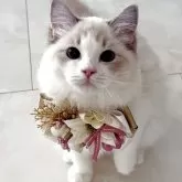 ラグドール【東京都・女の子・2025年5月7日・ブルーリンクスバイカラー】の写真1