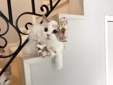 ラグドール【東京都・女の子・2025年5月9日・ブルートーティバイカラー(三毛)】の写真3