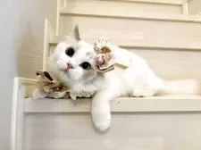 ラグドール【東京都・女の子・2025年5月9日・ブルートーティバイカラー(三毛)】の写真4