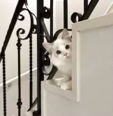 ラグドール【東京都・女の子・2025年5月7日・ブルーリンクスバイカラー】の写真4