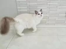 ラグドール【東京都・男の子・2024年5月25日・ブルーバイカラー】の写真5