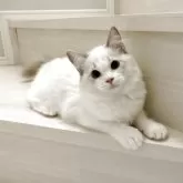 ラグドール【東京都・女の子・2025年5月7日・ブルーリンクスバイカラー】の写真5