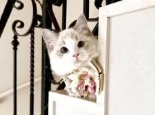 ラグドール【東京都・女の子・2025年5月7日・ブルーリンクスバイカラー】の写真9