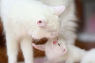 みんなの猫図鑑 北海道で評判の良いアメリカンカールのブリーダー キャッテリー紹介