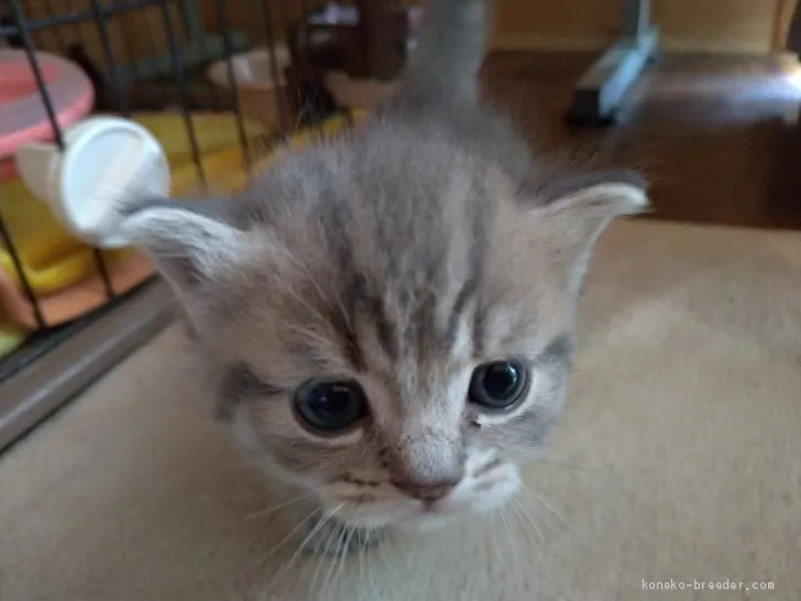 ID:2010-00996の子猫