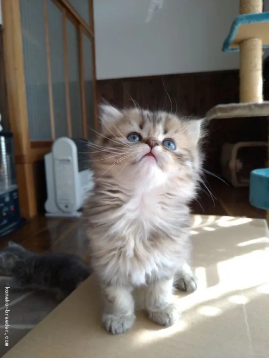 ID:2010-00626の子猫