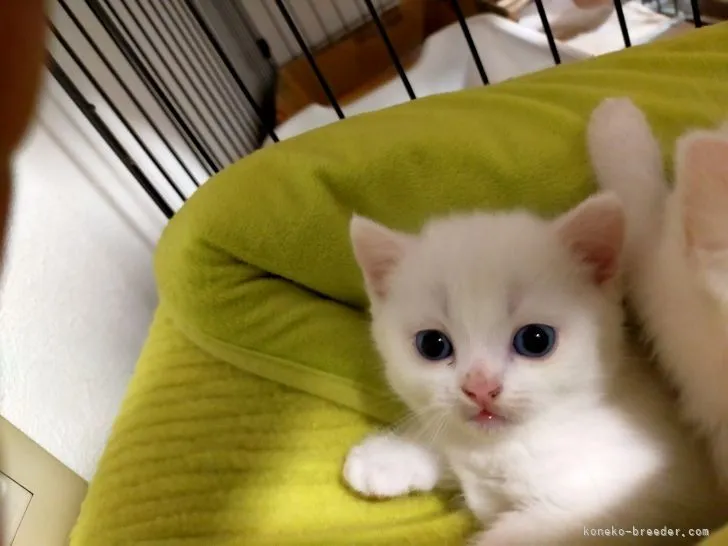 ID:2106-00642の子猫